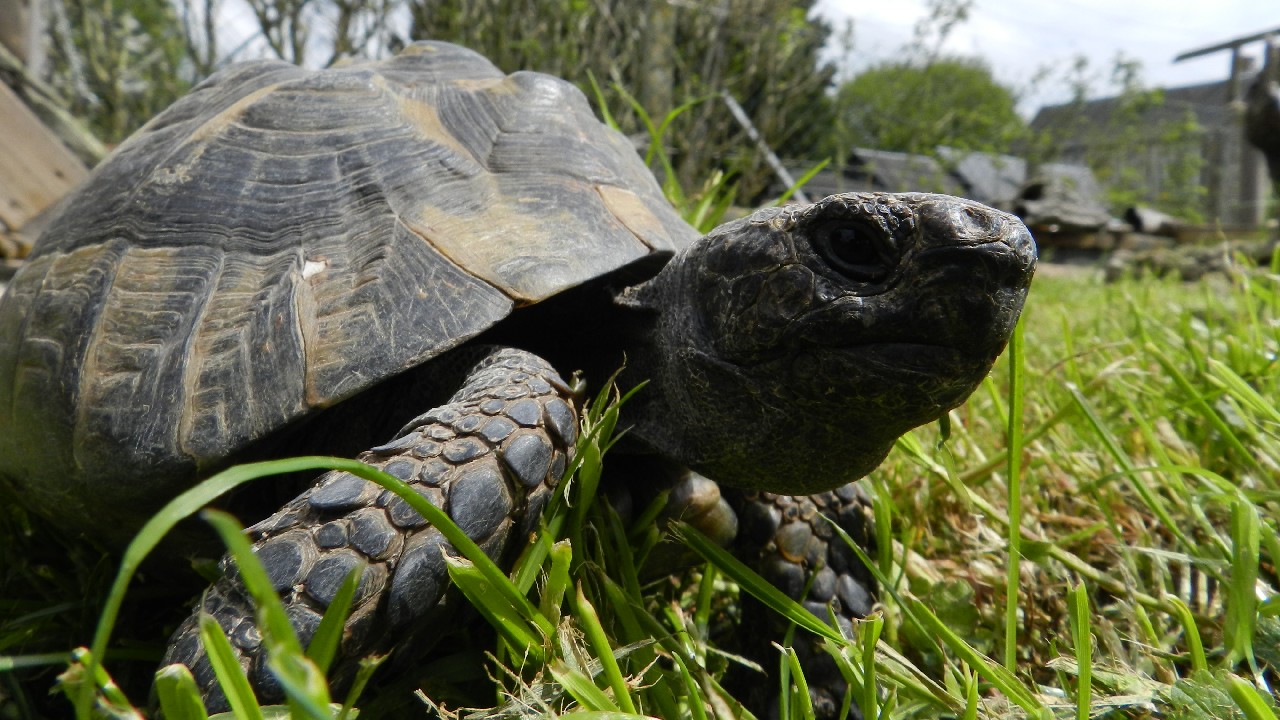 Tortue herman